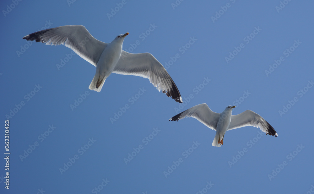Obraz premium Beautiful seagulls following a ferry boat in Greece
