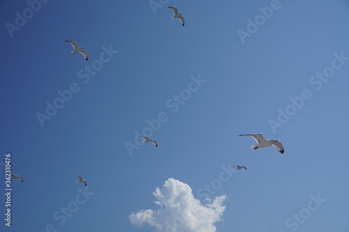 Beautiful seagulls following a ferry boat in Greece