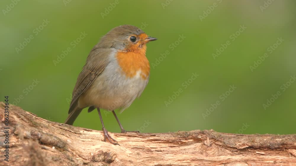 bird robin red breast on ground turn fast around fly away green blurry background bird robin red breast on ground turn fast around fly away green blurry background
