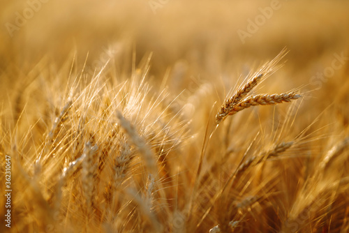 Golden wheat field in sunny day. Agriculture and harvesting concept.