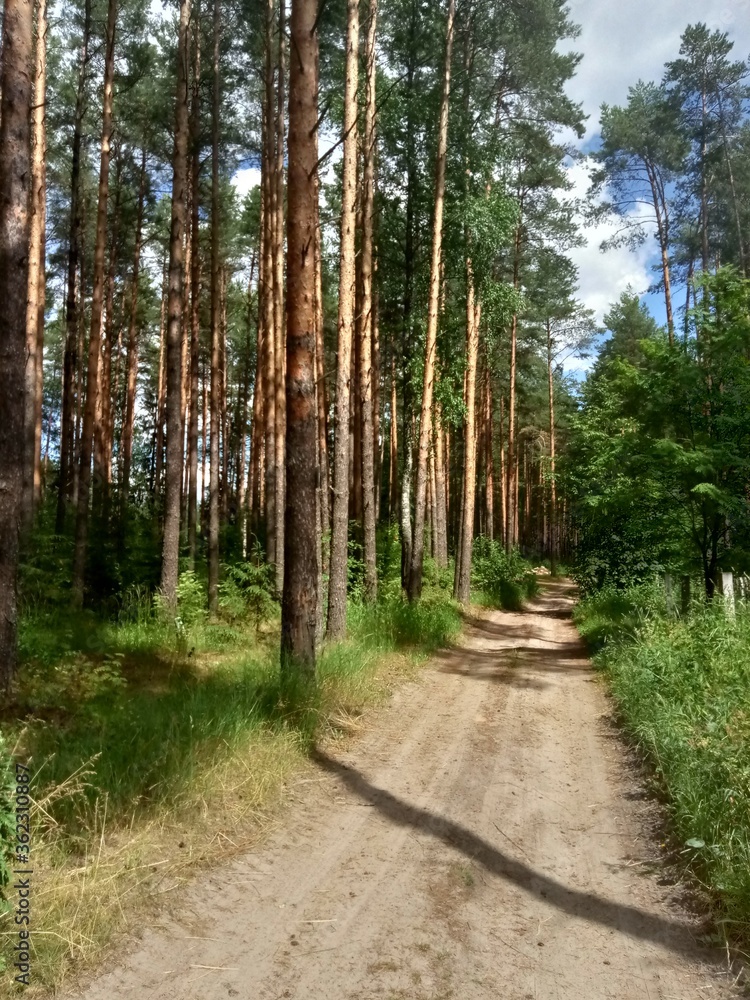 path in the forest path in the forest