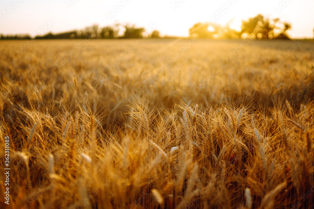Fototapeta premium Golden wheat field in sunny day. Agriculture and harvesting concept.