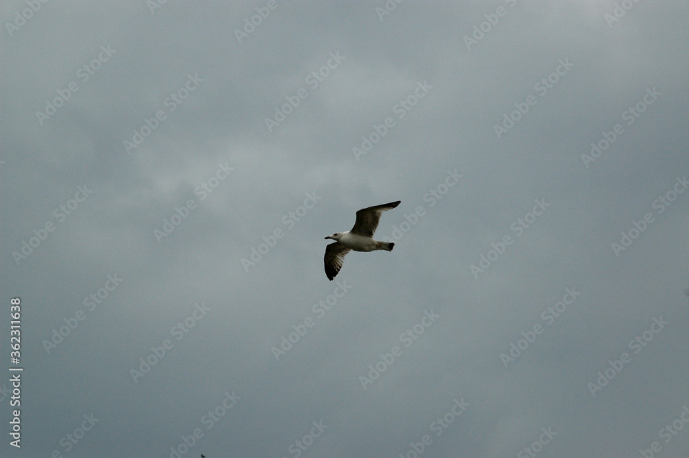 Obraz premium birds in flight