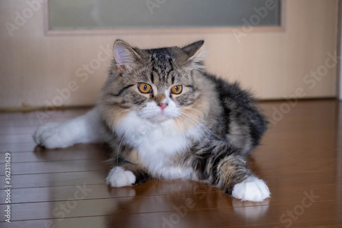 ミヌエット７ヶ月−７