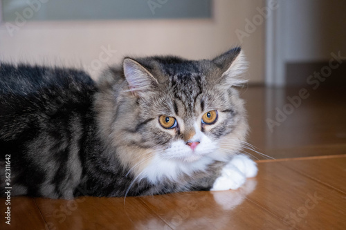 ミヌエット７ヶ月−６