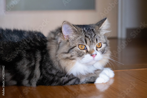 ミヌエット７ヶ月−５