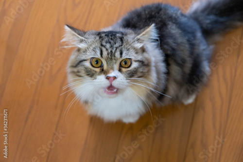 ミヌエット７ヶ月−４