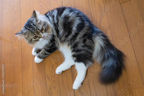 ミヌエット７ヶ月−２