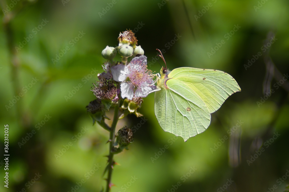 Farfalla Cedronella (Gonepteryx rhamni) ,primo piano su fiori di Rubus Farfalla Cedronella (Gonepteryx rhamni) ,primo piano su fiori di Rubus