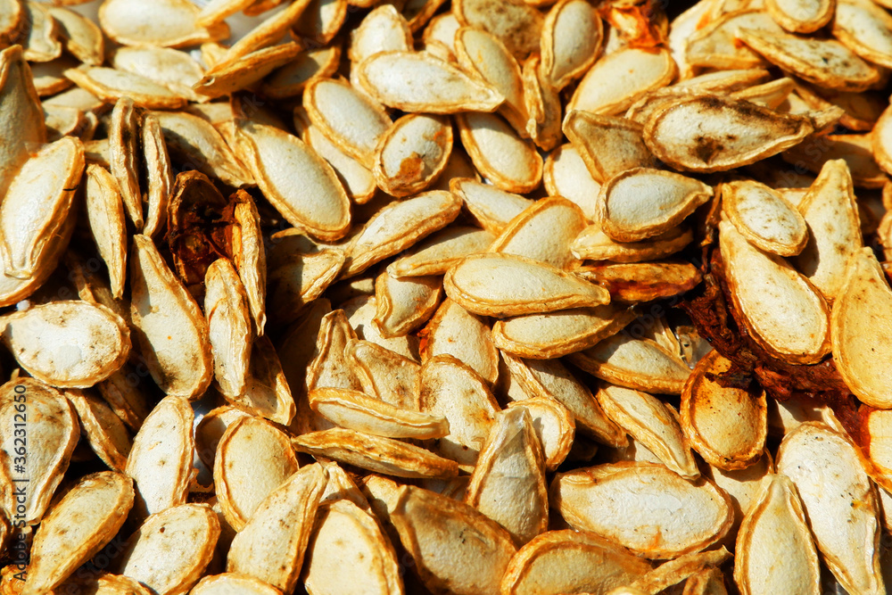the seed of pumpkin or Cucurbita maxima 'Kabocha Group' are Drying the seed of pumpkin or Cucurbita maxima 'Kabocha Group' are Drying