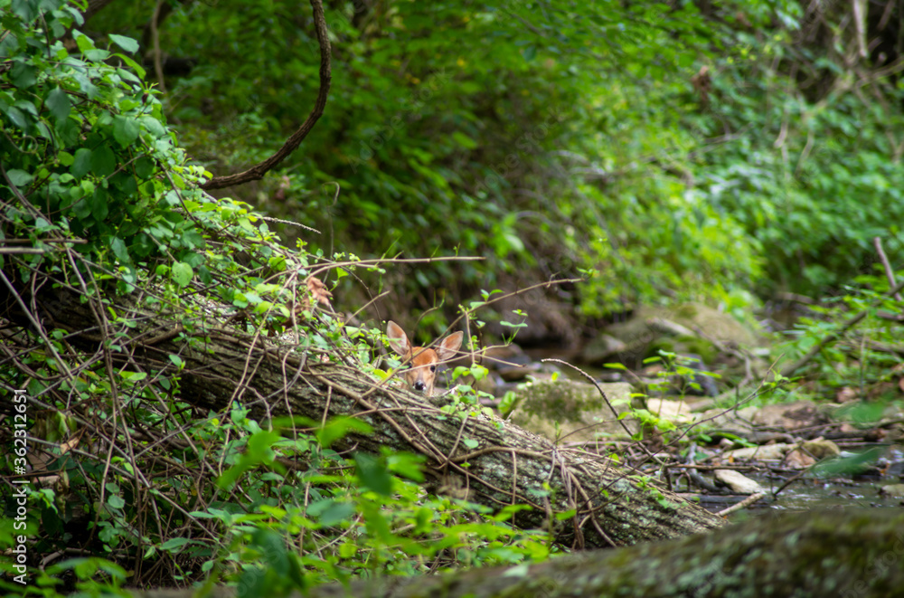 White-tailed deer fawn looks over fallen log at camera in idyllic woodland stream setting. High quality photo in natural light. Full frame with copy space. and green nature background with green color White-tailed deer fawn looks over fallen log at camera in idyllic woodland stream setting. High quality photo in natural light. Full frame with copy space. and green nature background with green color