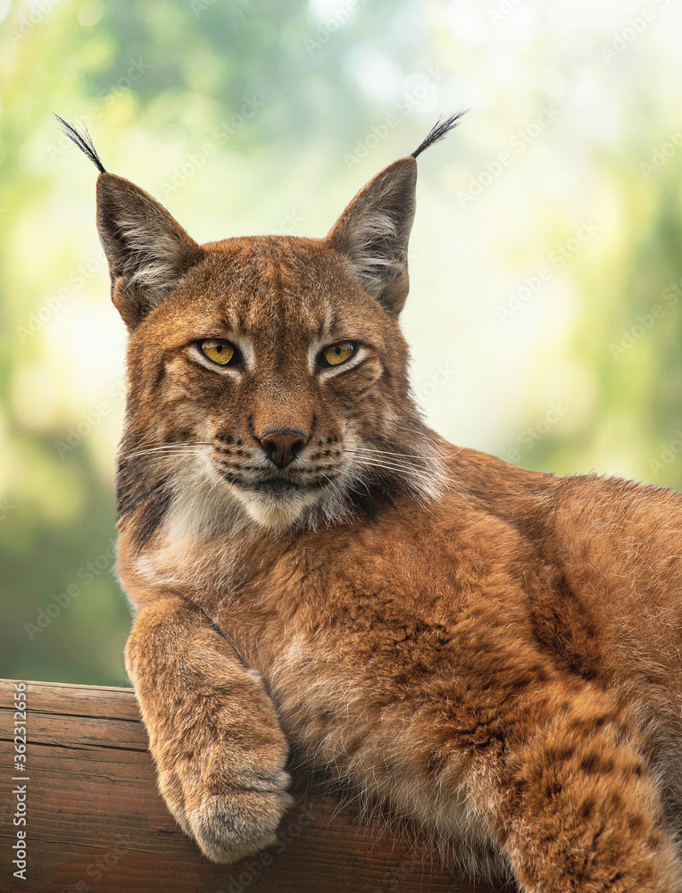 Fototapeta premium Portrait of a Eurasian lynx that lies on a log.