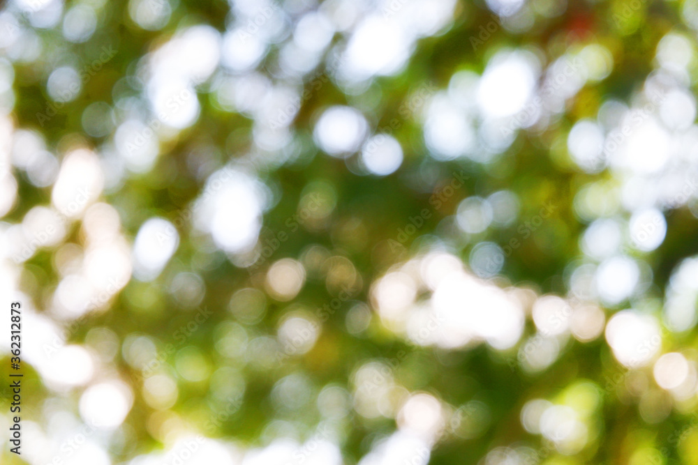white bokeh blur background from under tree white bokeh blur background from under tree