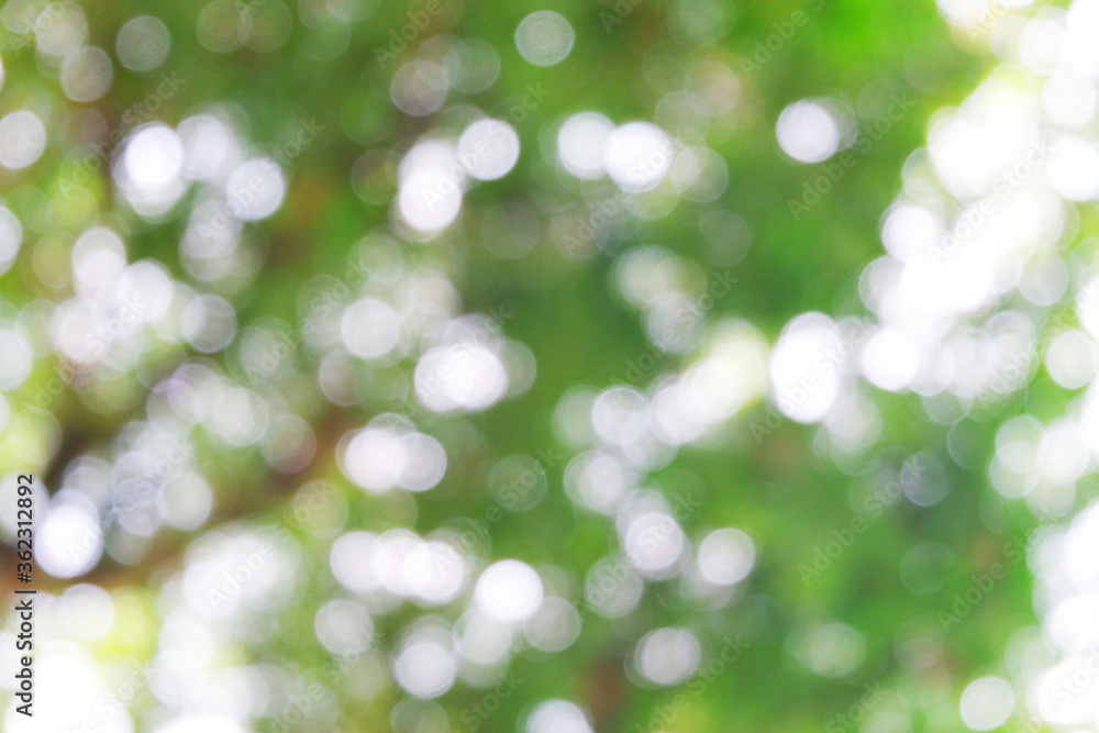 Obraz premium white bokeh blur background from under tree