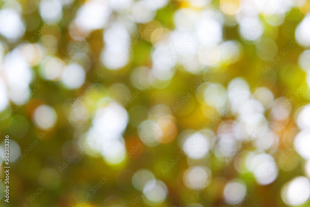 white bokeh blur background from under tree white bokeh blur background from under tree
