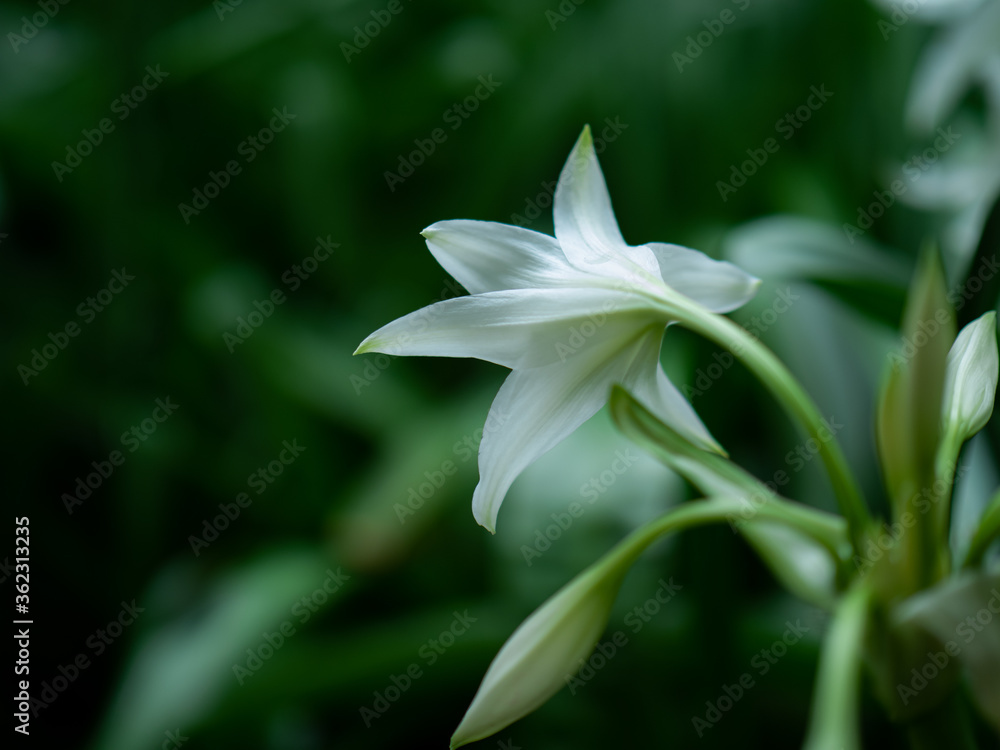 Fototapeta premium 梅雨空の下の白いユリの花