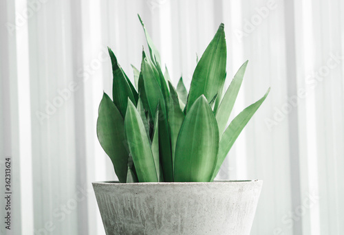  Closeup Decorative sansevieria plant in pot photo