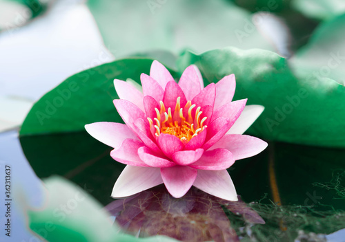 Close up pink lotus flower plant with green leaves  selective focus
