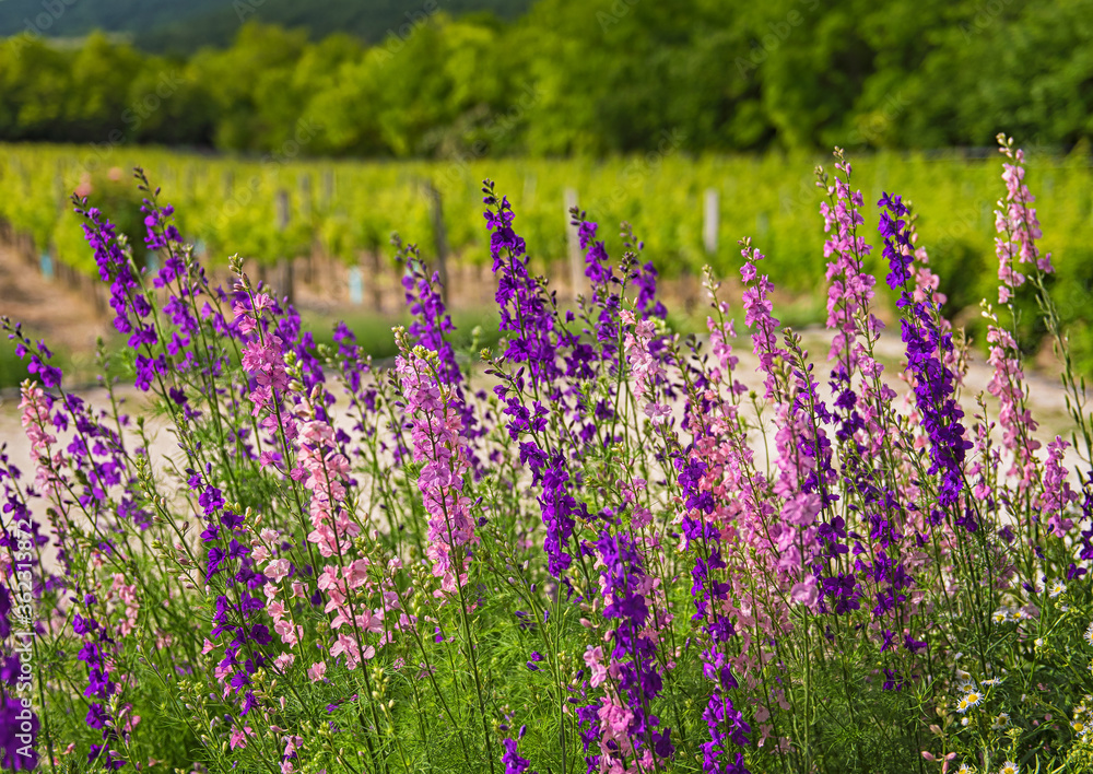 Obraz premium Beautiful purple digitalis or foxglove flowers in spring summer garden with blurry bokeh background