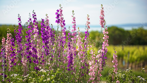 Fotografie Beautiful purple digitalis or foxglove flowers in spring summer garden with blur