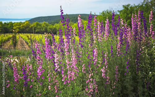 Beautiful purple digitalis ...