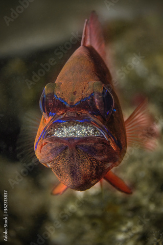 Ring-tailed cardinalfish  Ostorhinchus aureus   male protecting and incubating eggs in mouth. Underwater macro photography from Aniilao  Philippines