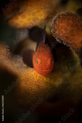 Redhead Stylophora Goby (Paragobiodon echinocephalus). Underwater macro photography from Aniilao, Philippines