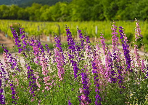 Beautiful purple digitalis ...