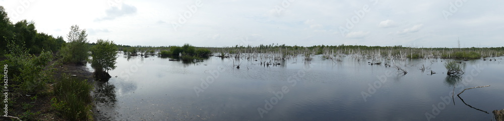 Panorama view of an area after peat mining with dead standing birch trees during renaturation in Northern Germany in moor near Neustadt, Hanover district, Lower Saxony, Germany