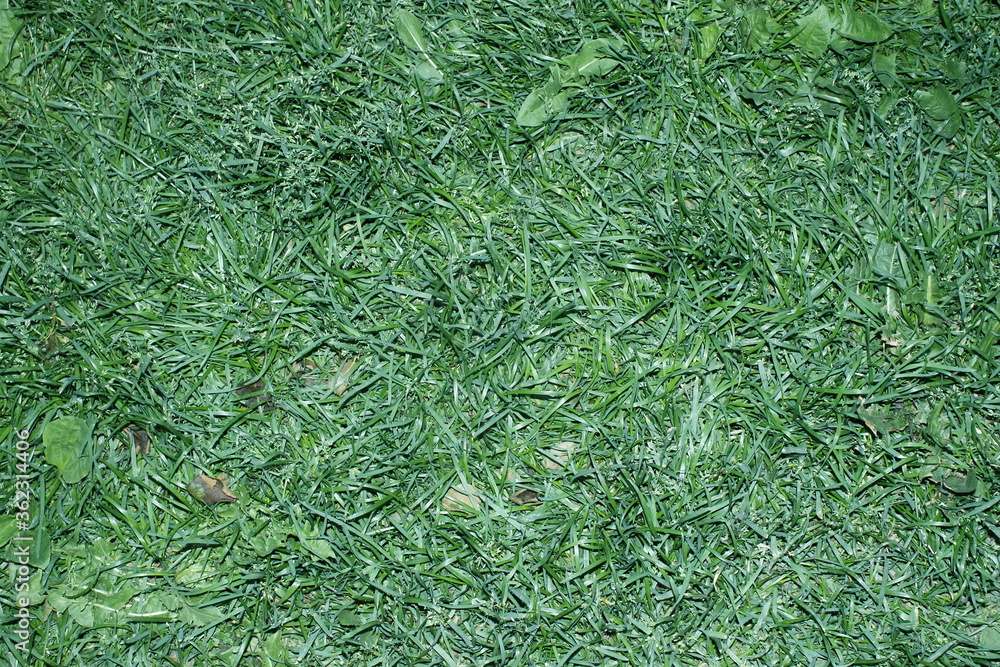 green grass background for design
green grass background for design