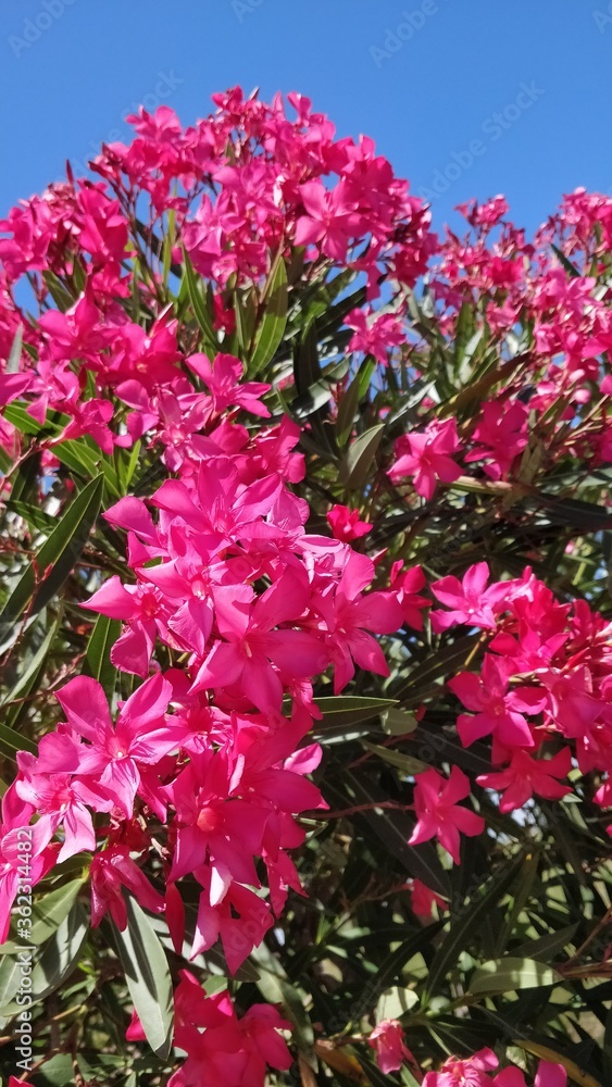 pink flowers against blue sky