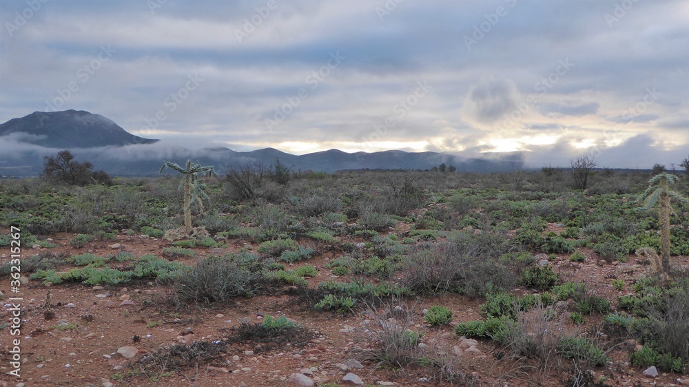 Semi Desert Shrubs and Cacti against Karoo Mountains on an Overcast Morning