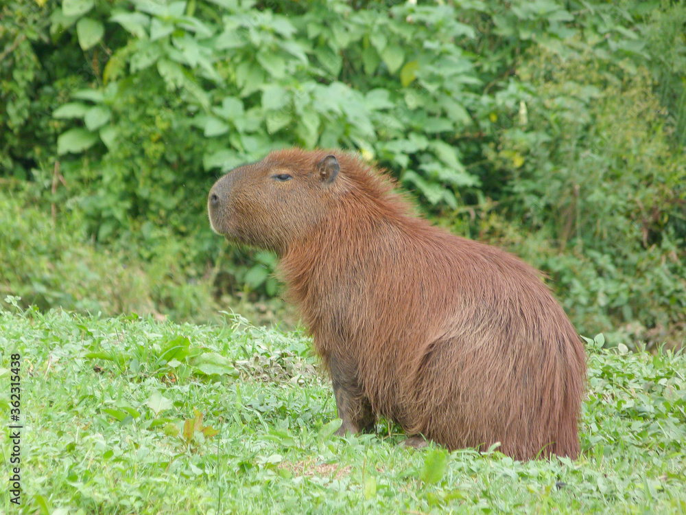 Hidrochoerus hidrochaeris, Capibara en posición de alerta. Hidrochoerus hidrochaeris, Capibara en posición de alerta.