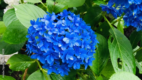 This is a photo of blue hydrangea. 青色の紫陽花の写真です。