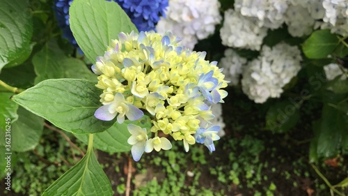 This is a photo of yellow and sky blue hydrangea. 黄色と水色の紫陽花の写真です。