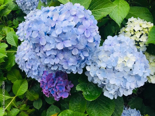 This is a photo of sky blue hydrangea. 水色の紫陽花の写真です。