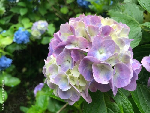 This is a photo of purple hydrangea. 青紫色の紫陽花の写真です。