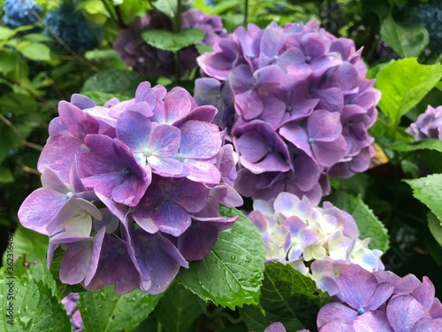 This is a photo of red and purple hydrangea. 赤紫色の紫陽花の写真です。