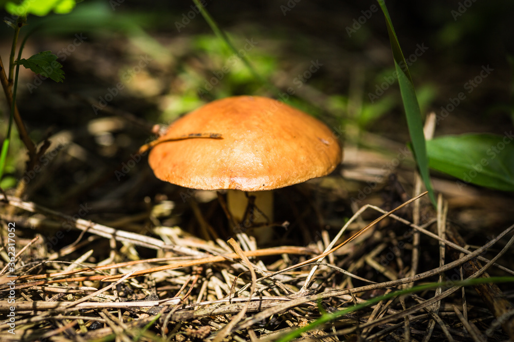 Small edible mushroom with shiny brown hat, sprouted on a white leg through a dense layer of fallen dry needles in the pine forest. Small edible mushroom with shiny brown hat, sprouted on a white leg through a dense layer of fallen dry needles in the pine forest.