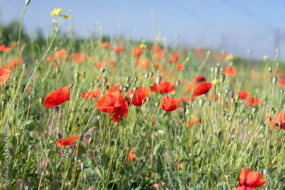 Beautiful flowering of red poppies on the slope. Beautiful flowering of red poppies on the slope.