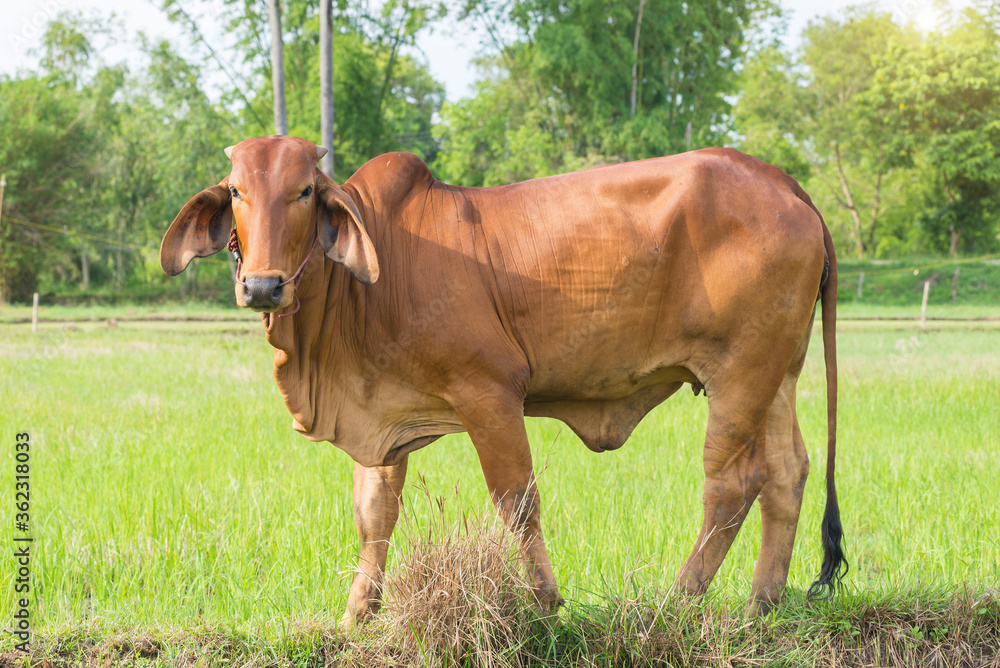 Cows standing in the rice field Thailand. Cows standing in the rice field Thailand.