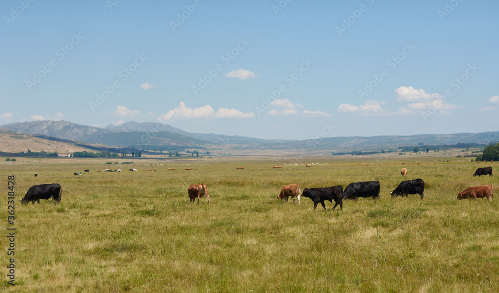 Cows and bulls grazing in the Sierra de Gredos. Castilla y León. Ávila. Spain Cows and bulls grazing in the Sierra de Gredos. Castilla y León. Ávila. Spain