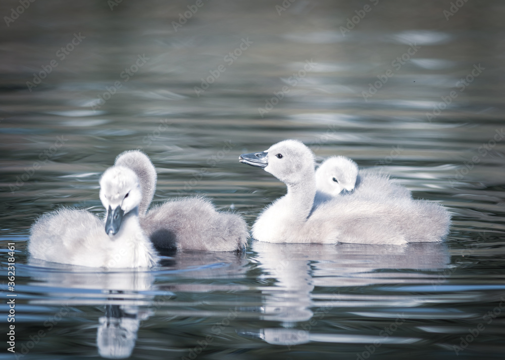 chicks of a white swan playing the pond water close up selective focus blur background
