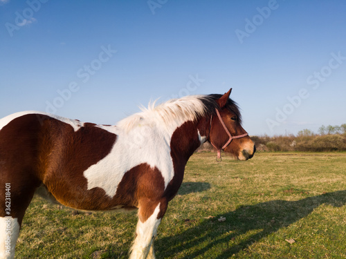 One pinto horse stands in meadow with fresh grass in spring during sunny evening.