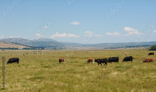 Cows and bulls grazing in the Sierra de Gredos. Castilla y León. Ávila. Spain