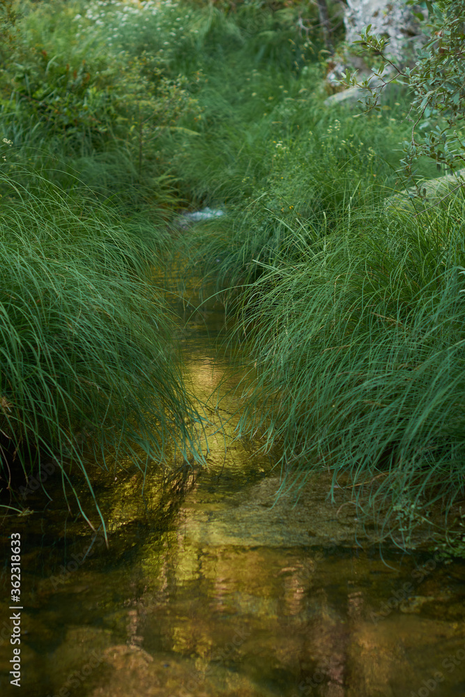 The last rays of sunlight are reflected in the water among the green plants of the Arbillas river in the Sierra de Gredos. Castilla y León. Ávila. Spain