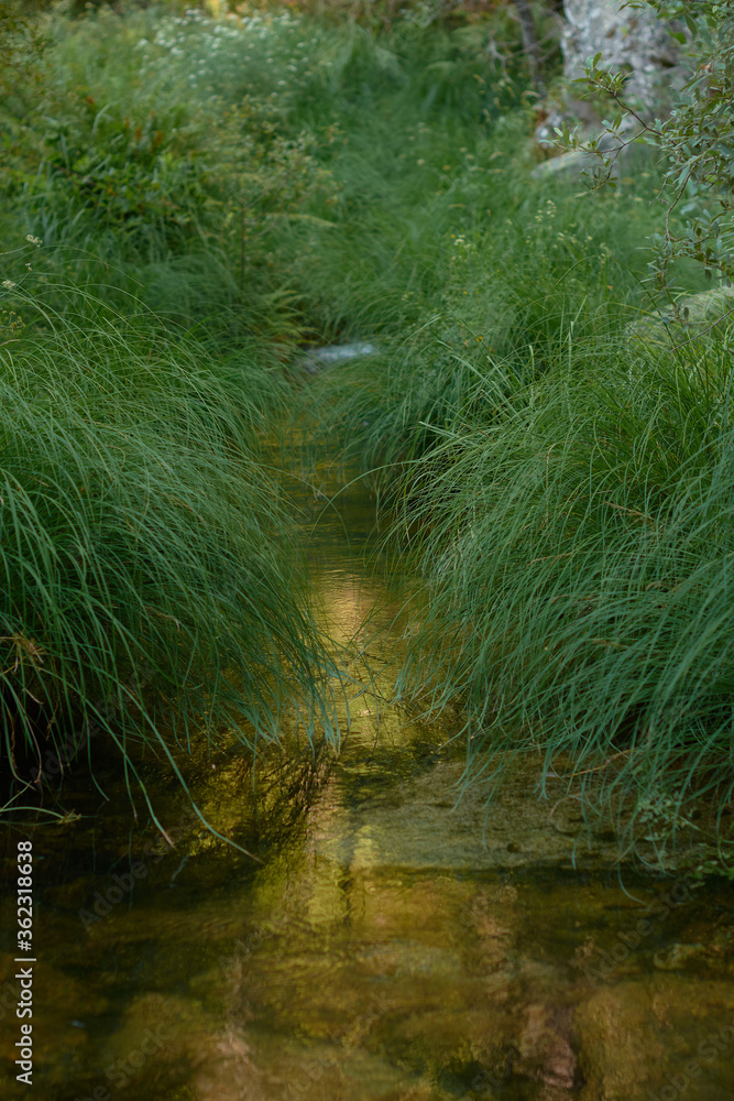 The last rays of sunlight are reflected in the water among the green plants of the Arbillas river in the Sierra de Gredos. Castilla y León. Ávila. Spain - obrazy, fototapety, plakaty 