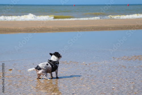 Dog at the beach enjoying some sun