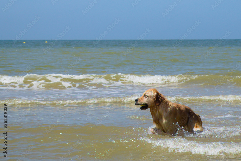 Beautifull golden retriever dog coming out of the sea with a tennis ball on a sunny day Beautifull golden retriever dog coming out of the sea with a tennis ball on a sunny day