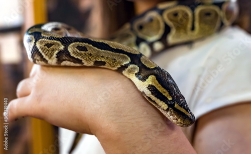 Boa constrictor closeup on the hands of man